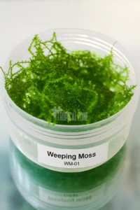 Weeping Moss