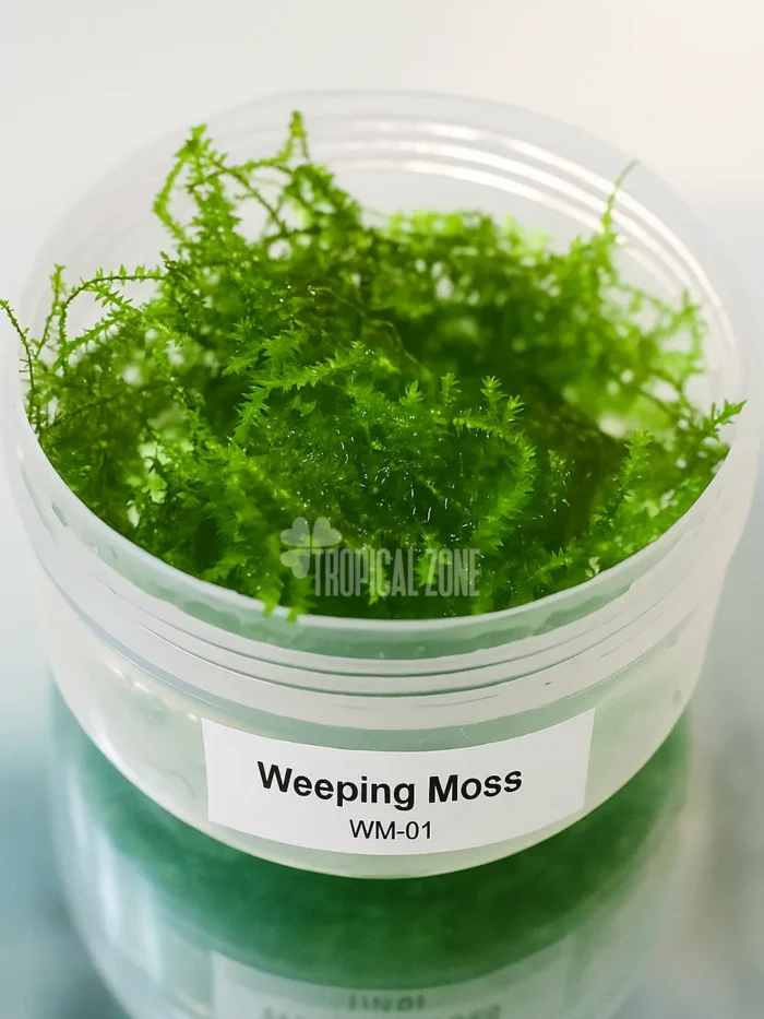 Weeping-Moss-Post Weeping Moss