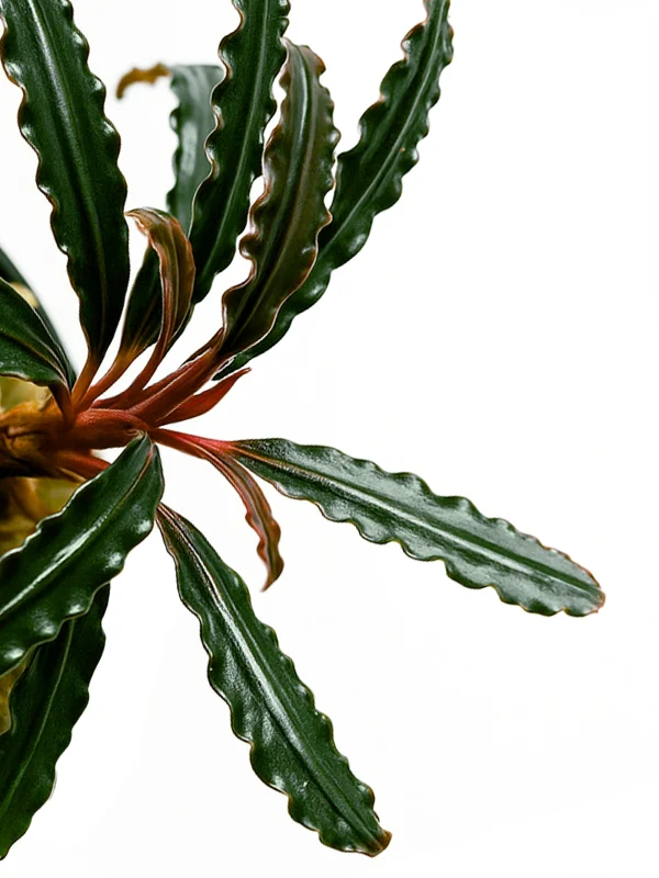 Bucephalandra Catherine rhizome