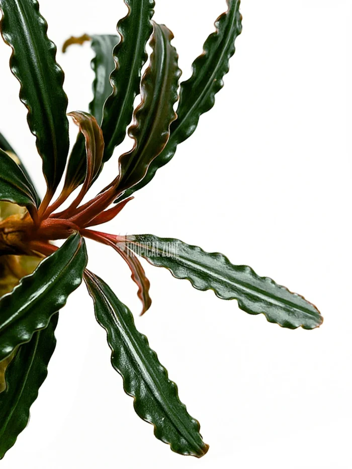 Bucephalandra Catherine