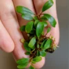 Bucephalandra Melawi