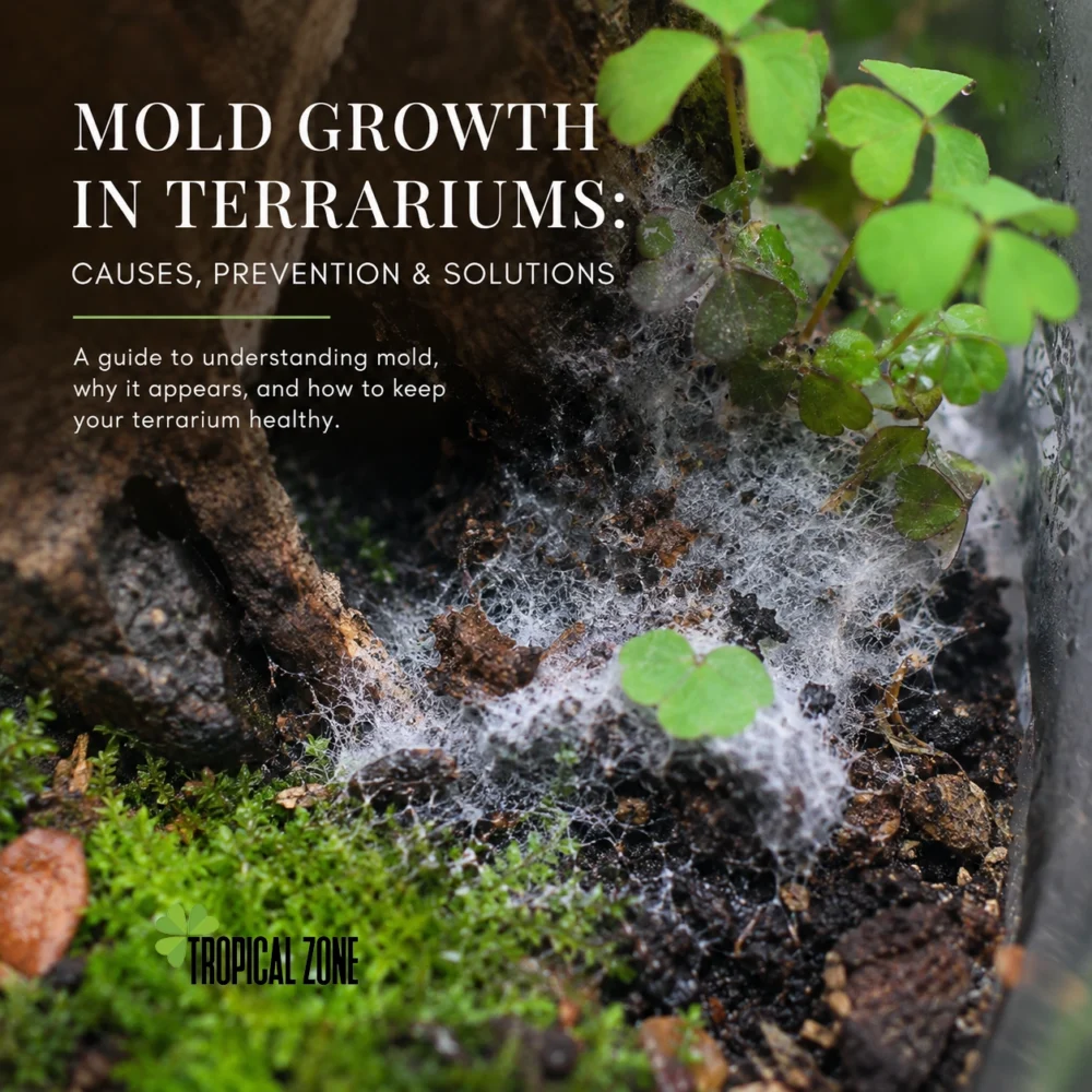 mold growth in terrarium