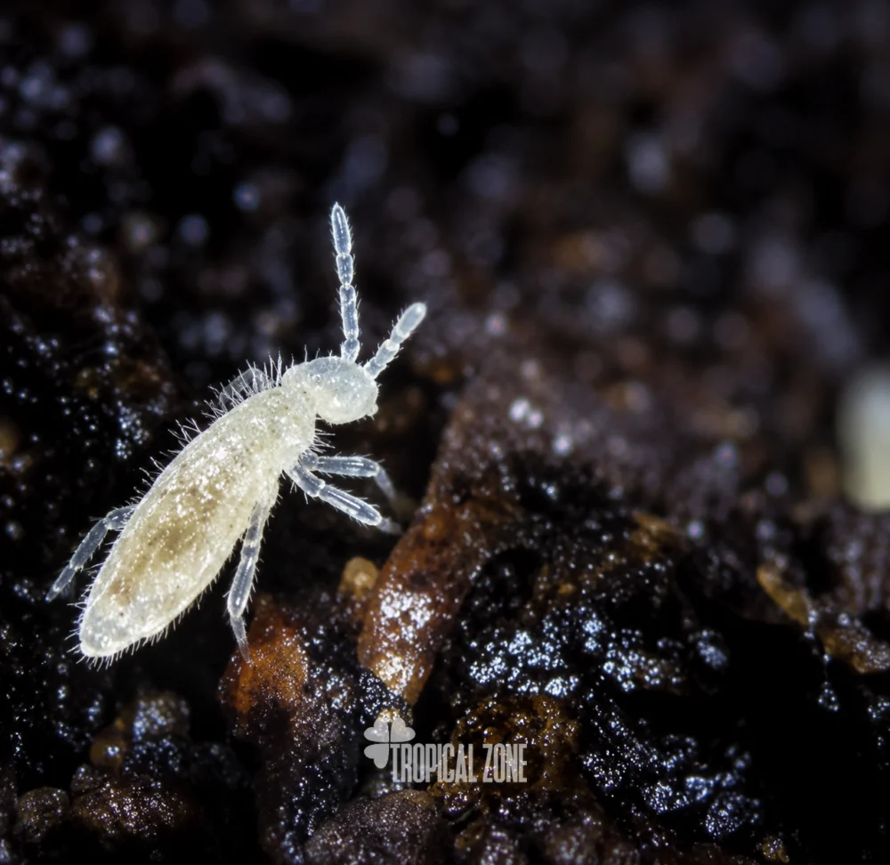 springtail closeup