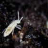 springtail closeup