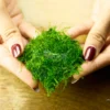 weeping moss on mesh in hand