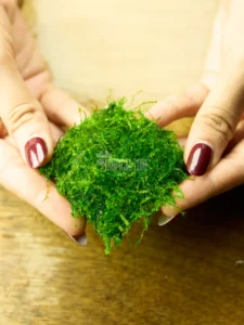 Weeping Moss
