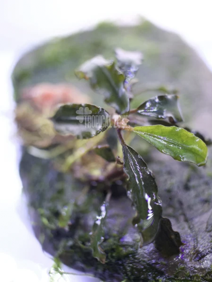 Bucephalandra Biblis Black
