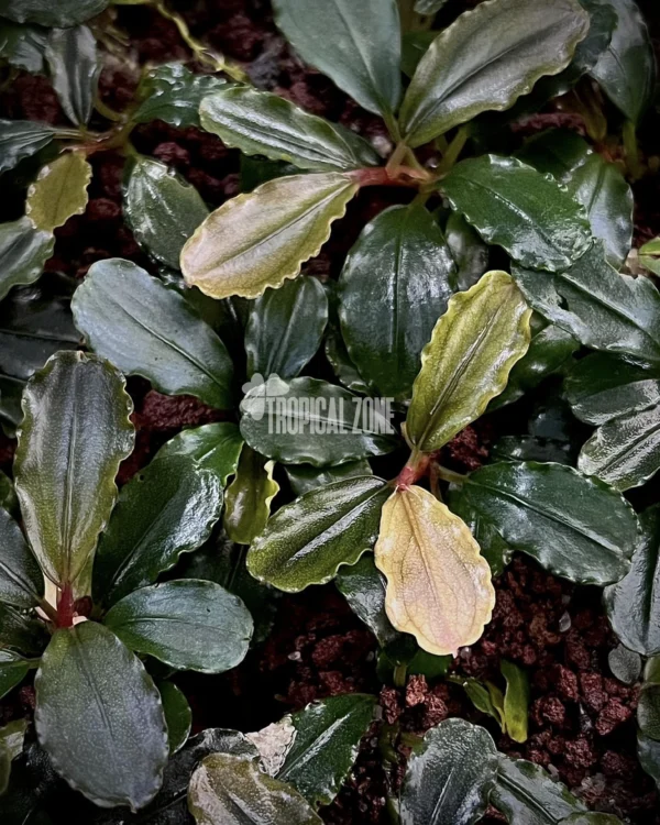 Bucephalandra Brownie Phoenix