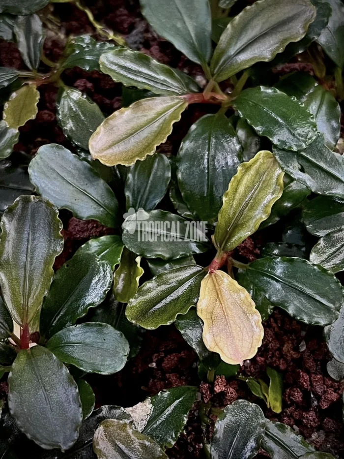 Bucephalandra Brownie Phoenix