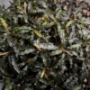 Bucephalandra Dark Catherine