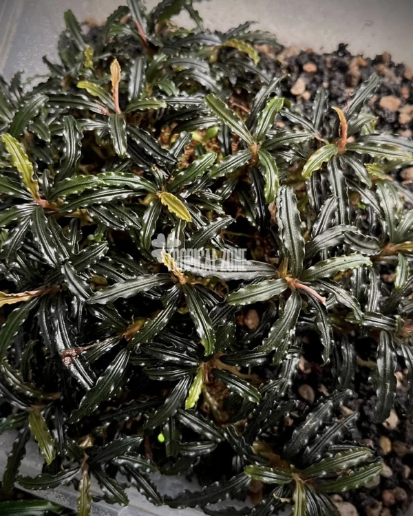 Bucephalandra Dark Catherine