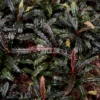Bucephalandra Velvet