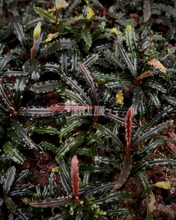 Bucephalandra Dark Velvet
