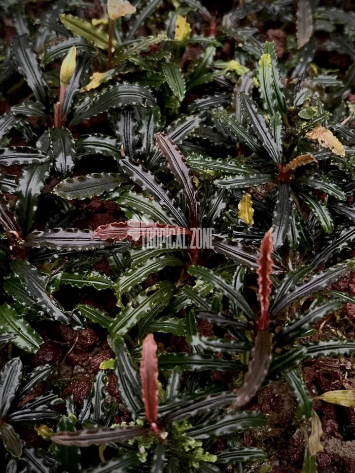 Bucephalandra Dark Velvet