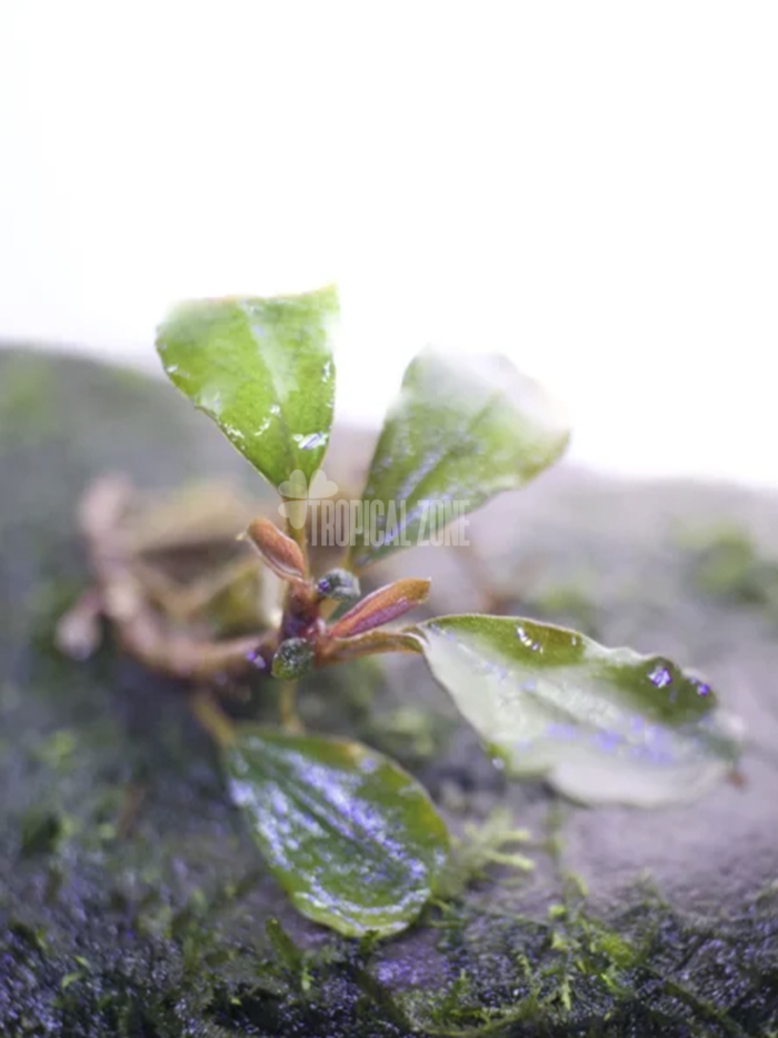Bucephalandra Helena