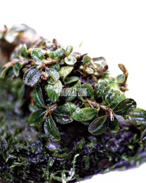 Bucephalandra Mini Blue