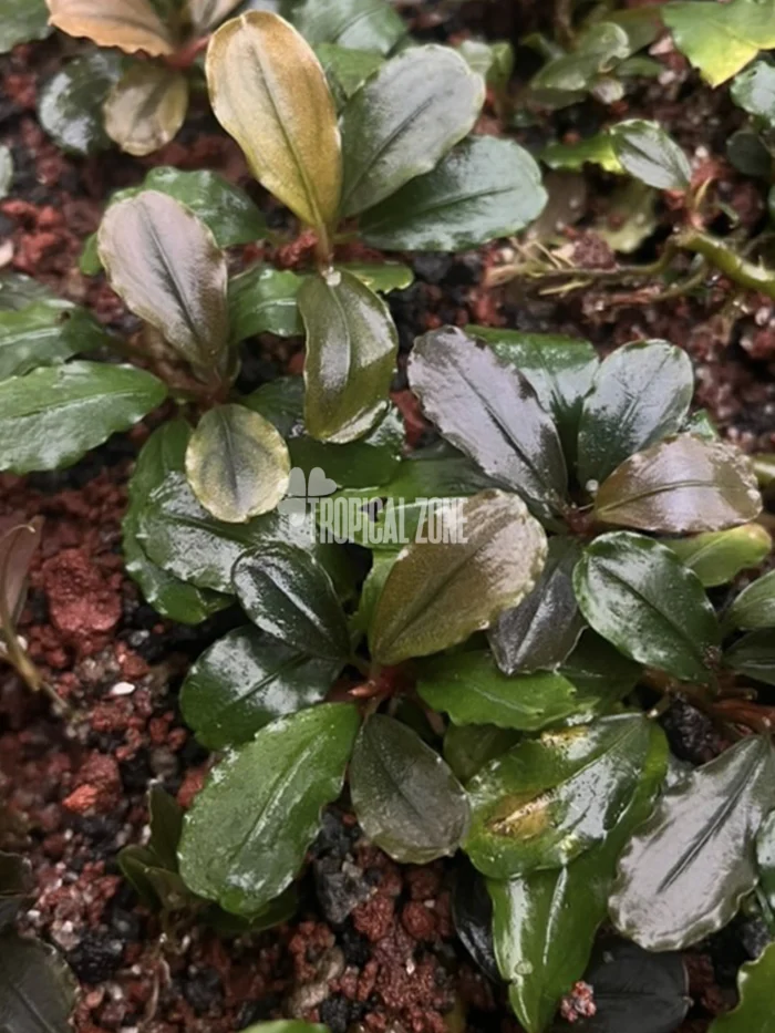 Bucephalandra Mini Coin