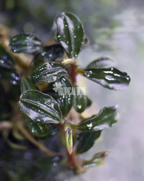 Bucephalandra Phantom Mini