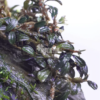 Bucephalandra Phantom Mini