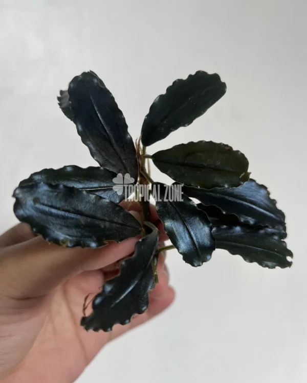 Bucephalandra Sekandu