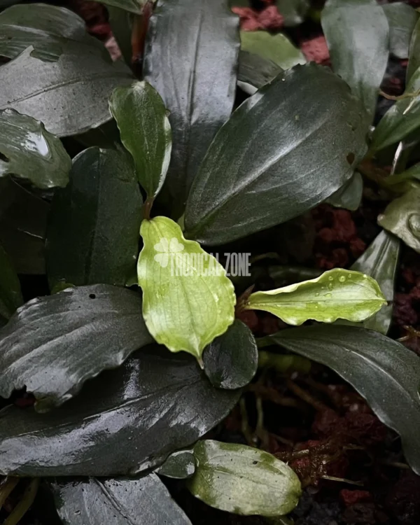 Bucephalandra Sintang