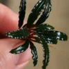 Bucephalandra Dark Catherine Rhizome held in hand