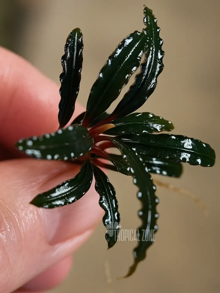 Bucephalandra Dark Catherine