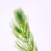 Hornwort