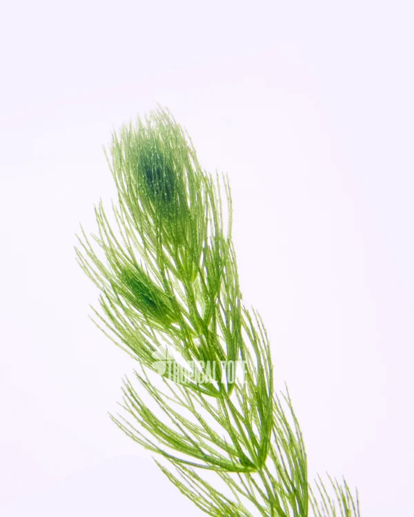 Hornwort