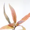 AR / Alternanthera Reineckii