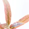 AR / Alternanthera Reineckii