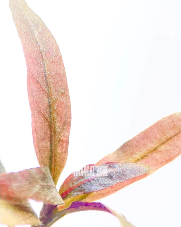 AR / Alternanthera Reineckii