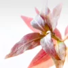 Alternanthera reineckii 'Mini'