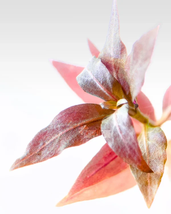 Alternanthera reineckii 'Mini'