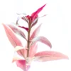 Alternanthera reineckii 'Mini'