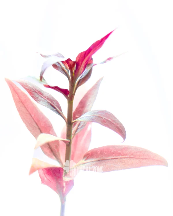 Alternanthera reineckii 'Mini'