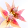 Alternanthera reineckii 'Mini'