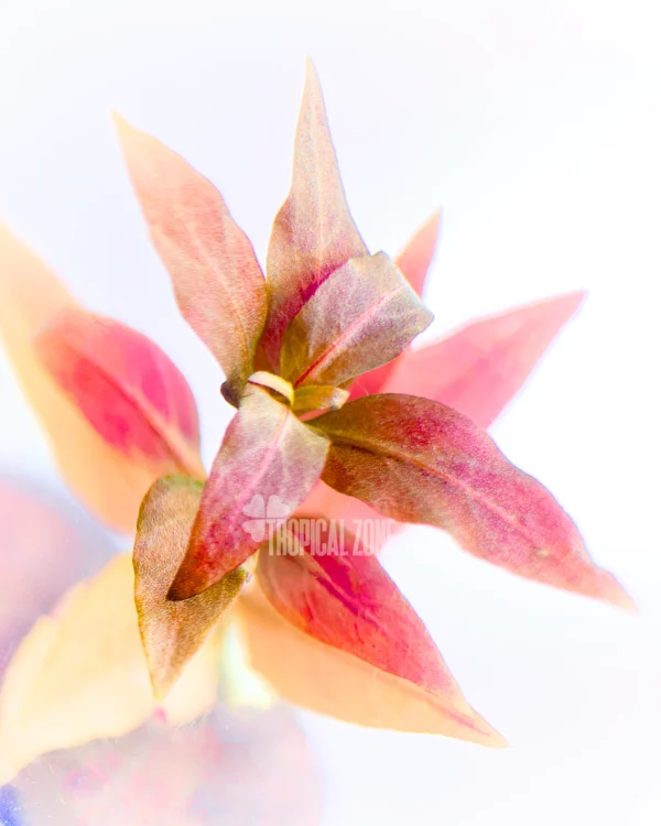 Alternanthera reineckii 'Mini'