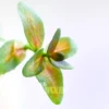 Bacopa Yellow Flame