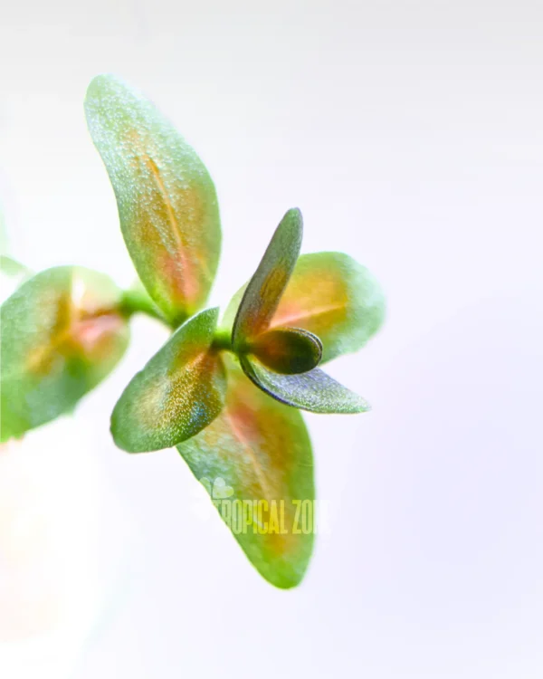 Bacopa Yellow Flame