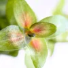 Bacopa Yellow Flame