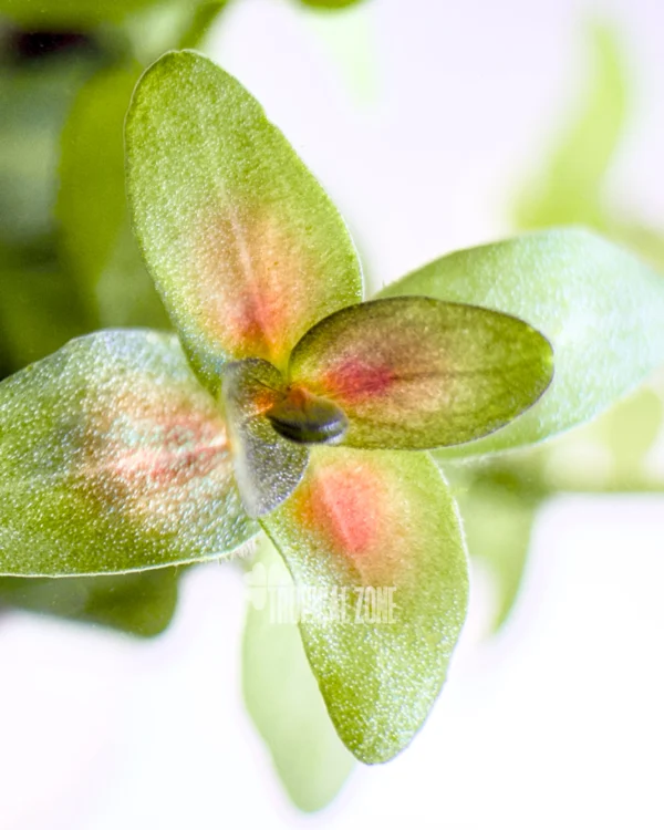 Bacopa Yellow Flame