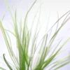 Blyxa Japonica