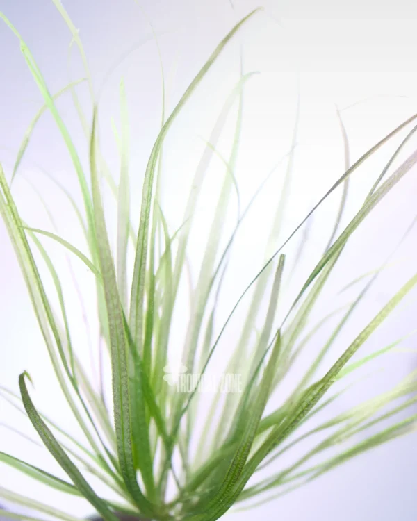 Blyxa Japonica