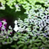 Duck Weed