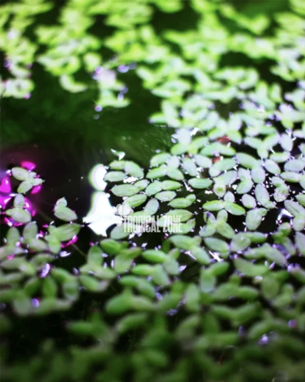 Duck Weed