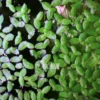 Duck Weed