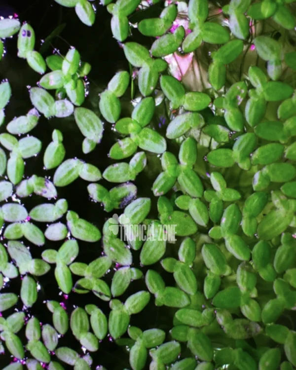 Duck Weed