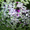 Duck Weed