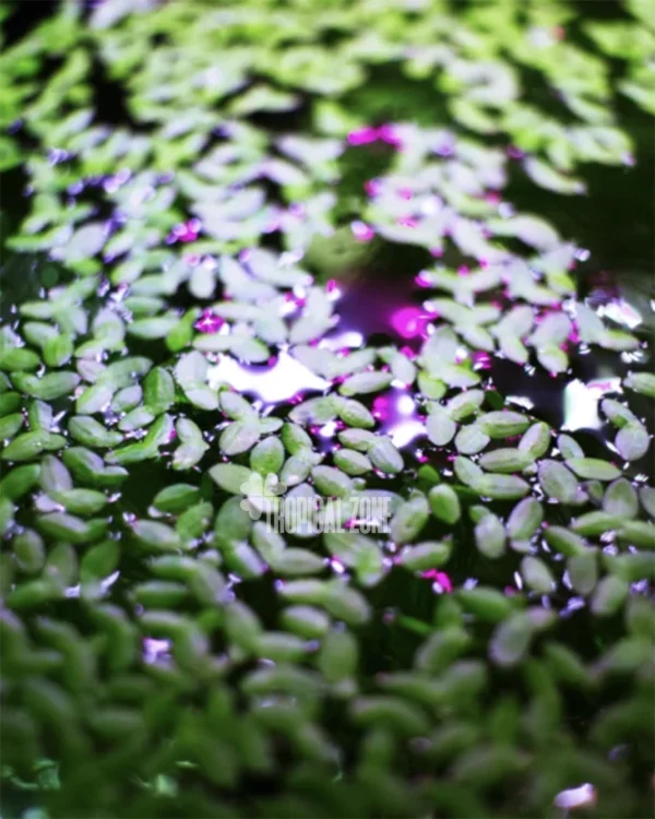 Duck Weed